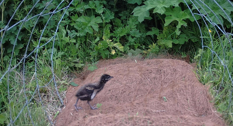 First images of corncrake chicks mark Rathlin conservation milestone