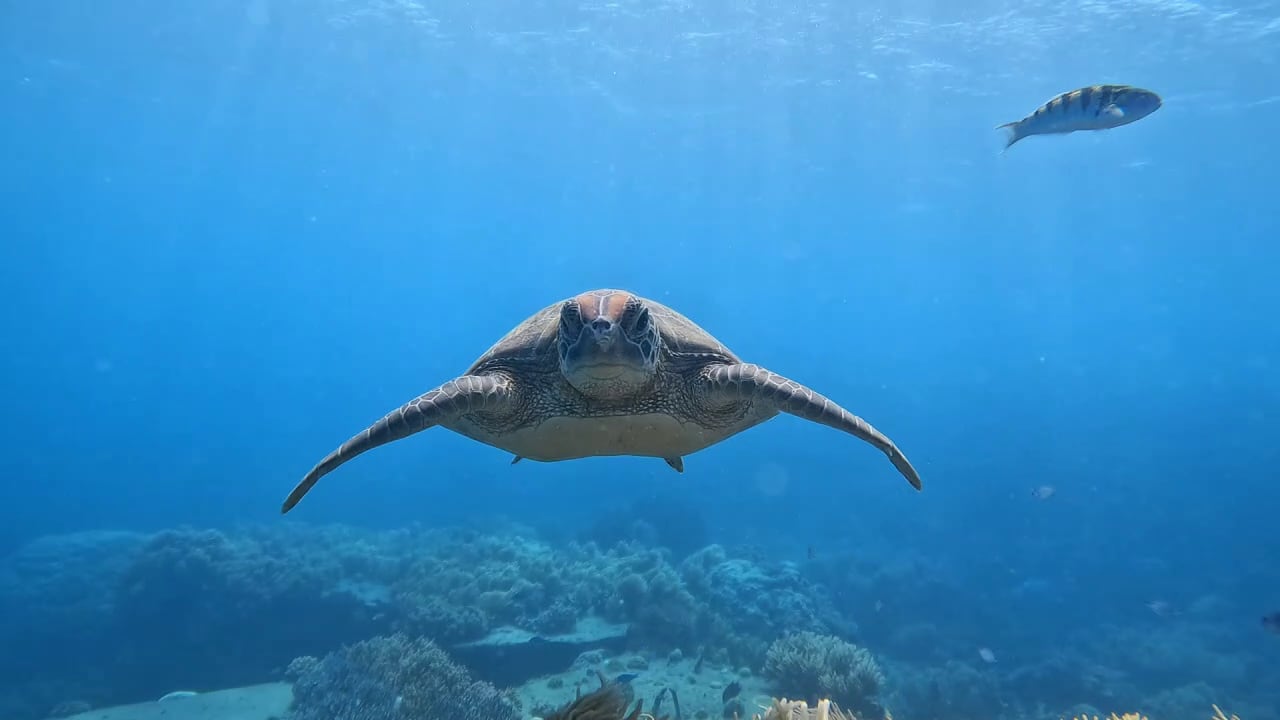Discovering the sea turtles of the Suncoast
