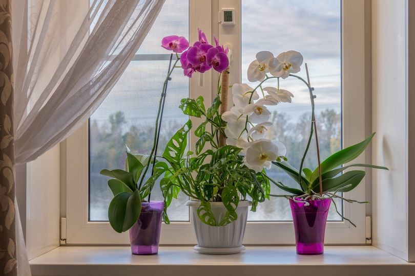 Orchids will be healthy and strong through winter if fed 1 natural item ...