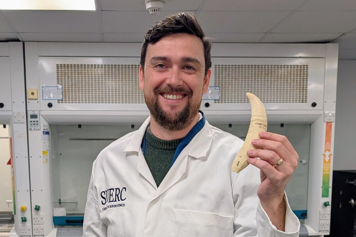 Radioactive traces found in teeth of stranded whales used to explore ...