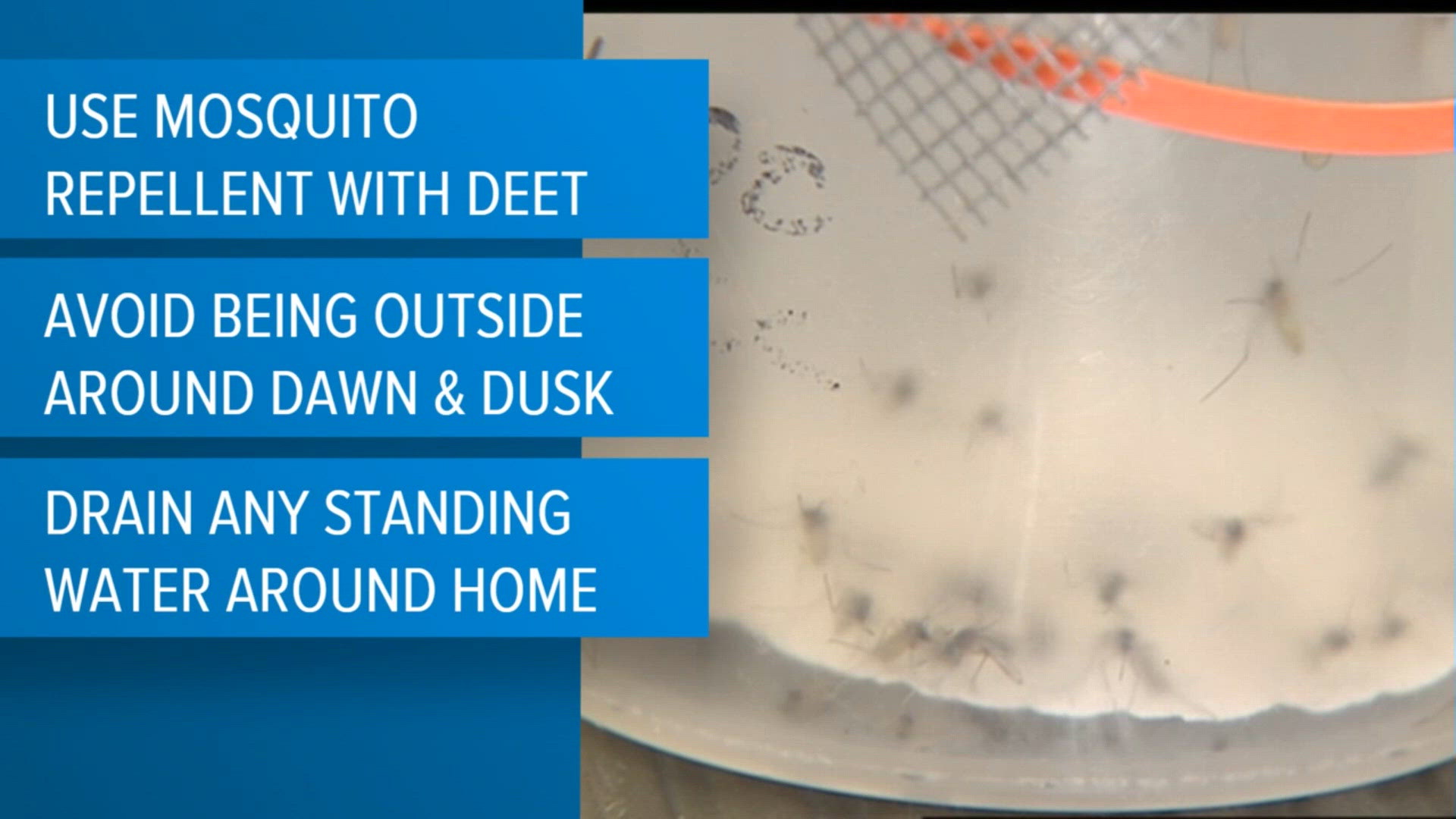 West Nile virus detected in mosquitoes between Robstown and Driscoll