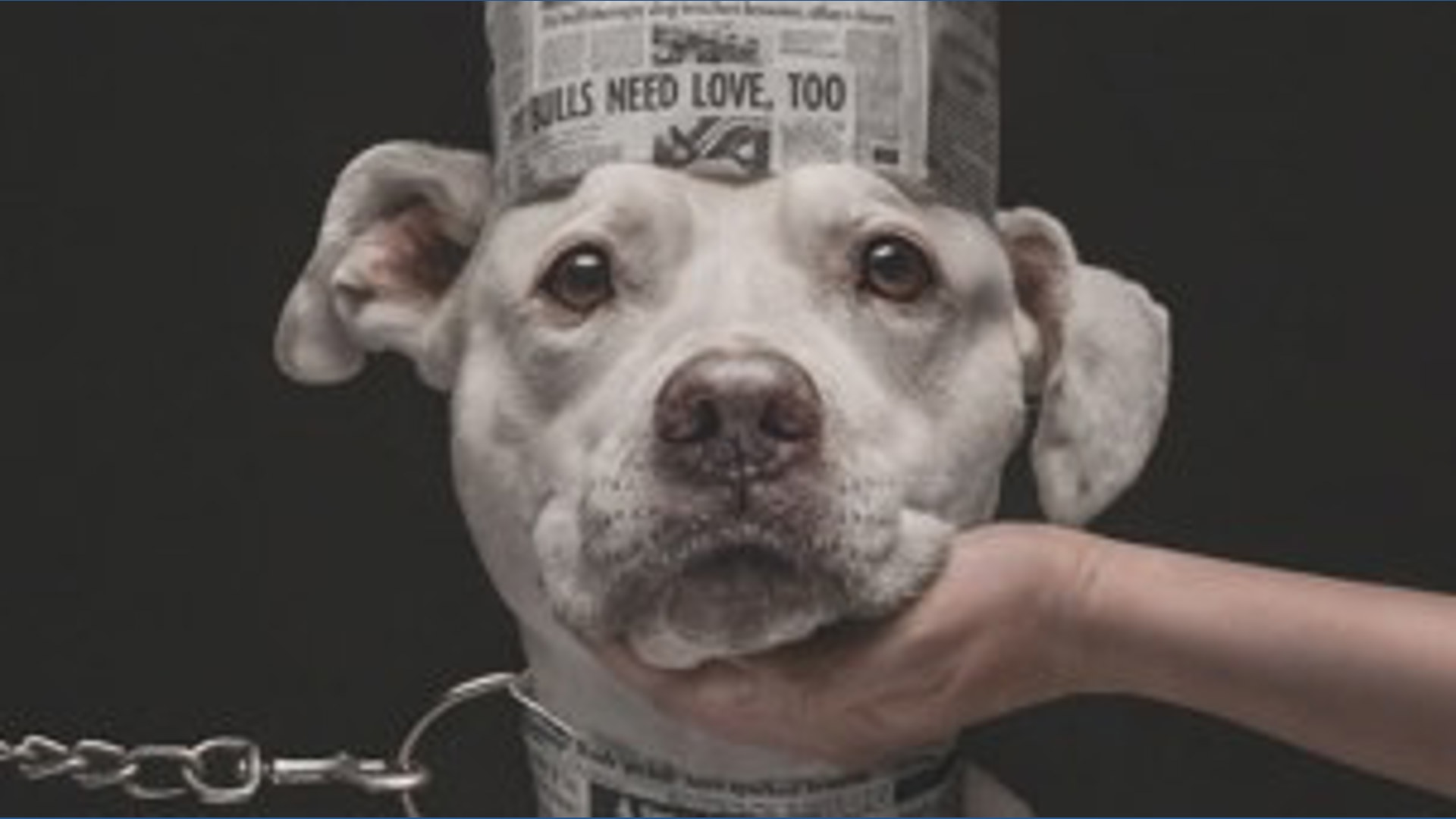 Top dog! Pit bull pic wins photo competition
