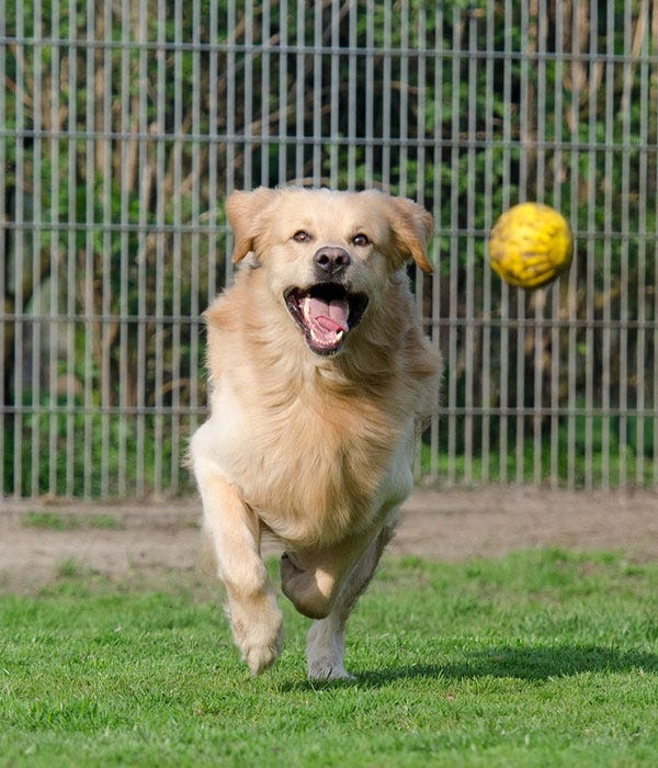 Cape Coral animal shelter awarded grant for spay and neutering
