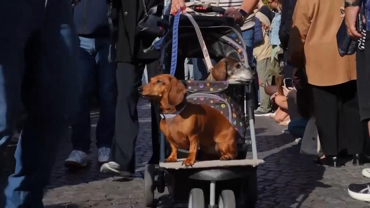 Tiny sausage dogs and their owners take part in Paris charity walk