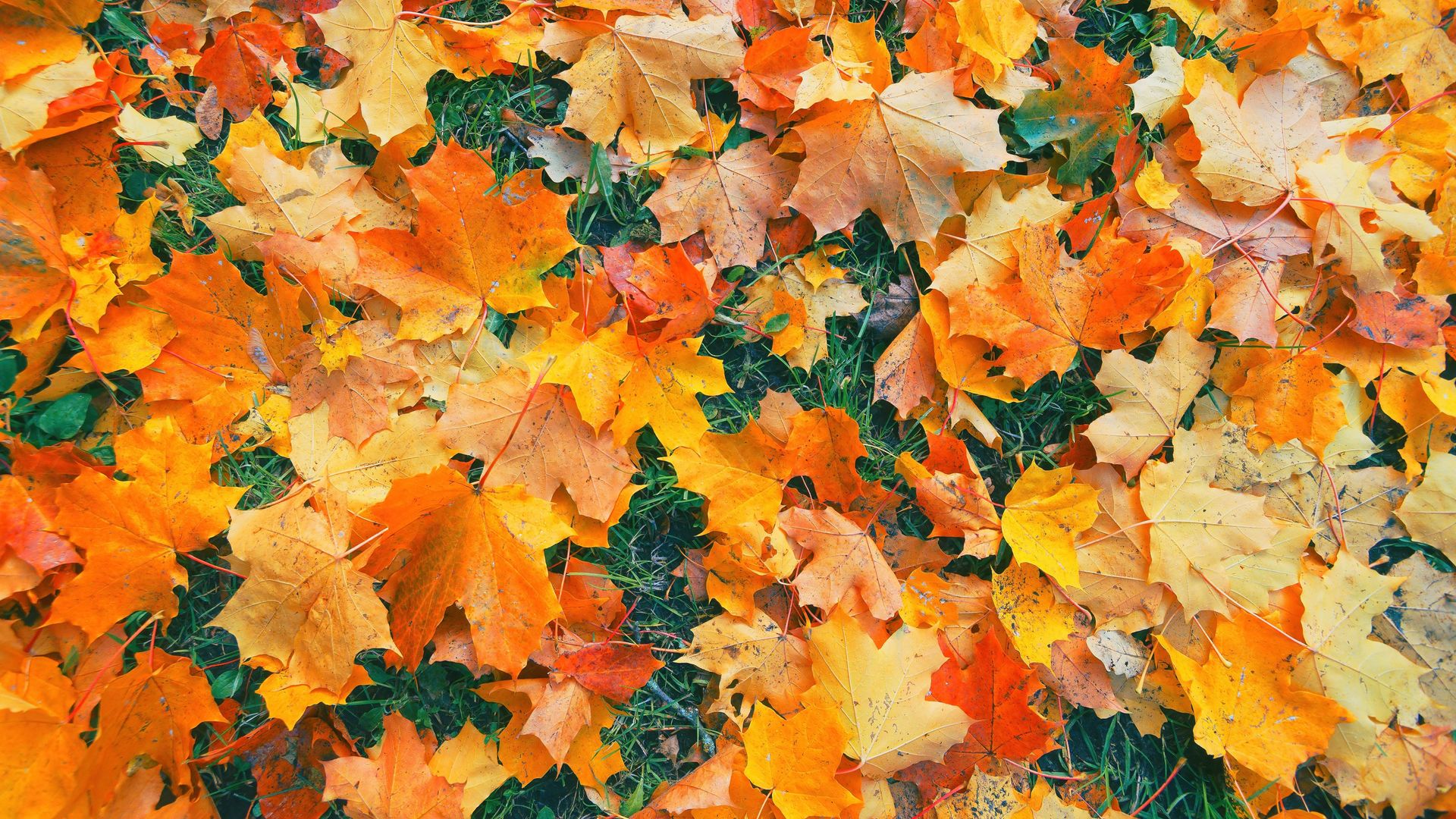 Don’t clear those fallen leaves: The free fall hack that stops weeds