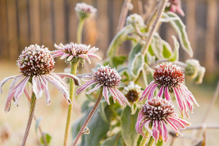 We asked Minnesotan gardeners how they prepare their plants for the ...
