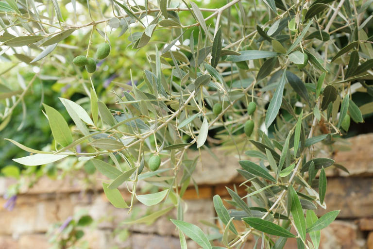 8 large plants that make a small garden feel bigger – from olive trees ...