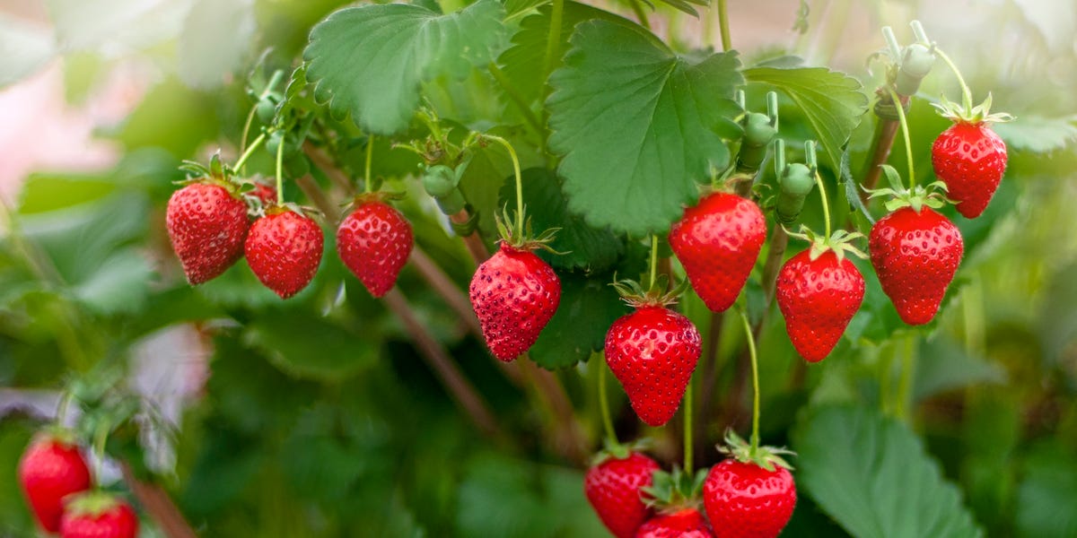 What to do with your strawberry patch in October: 5 quick jobs to set ...