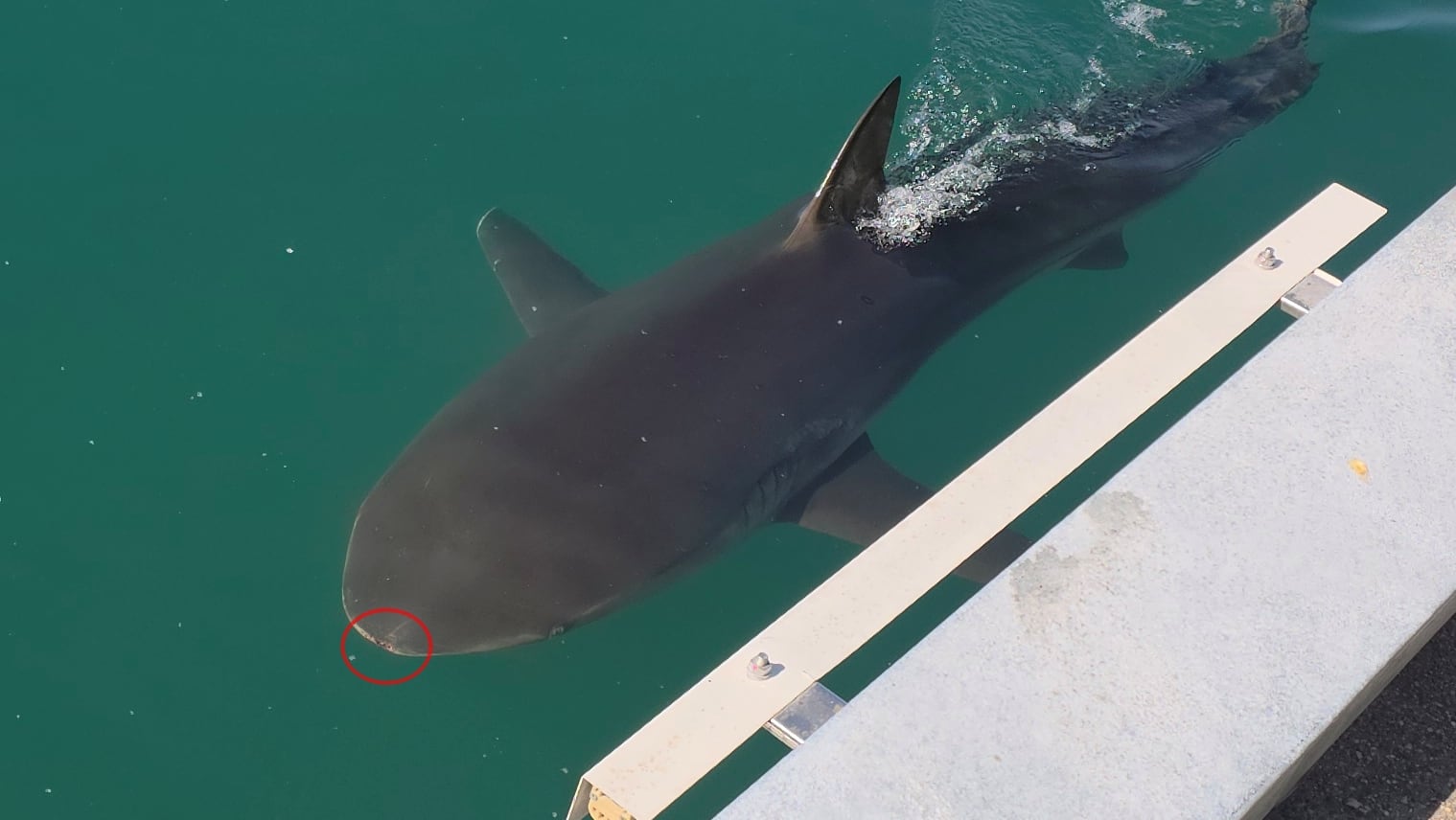 Bukangi's snout scrape in Busan waterway