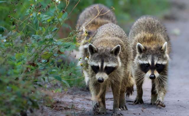Lithuania says 50 to 100 raccoons now roam Curonian Spit, and trapping ...