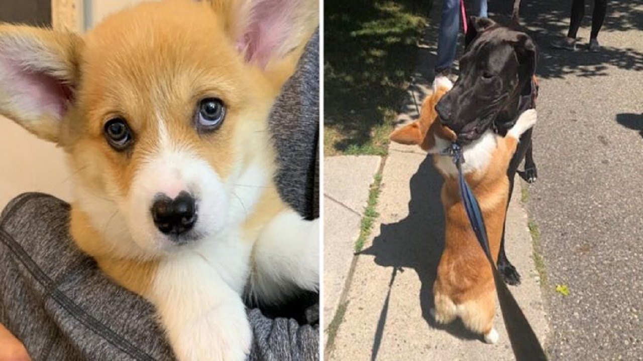 Meet Wallace, the corgi with a heart shaped nose who loves to hug all ...