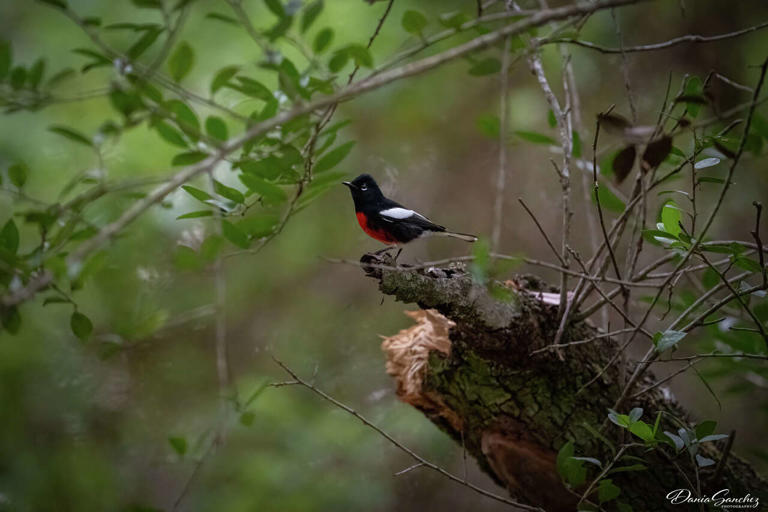 Rare mountain bird makes surprising detour to Southeast Texas coast