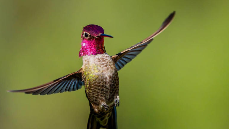 How to help hummingbirds bulk up for fall migration (and the #1 nectar ...