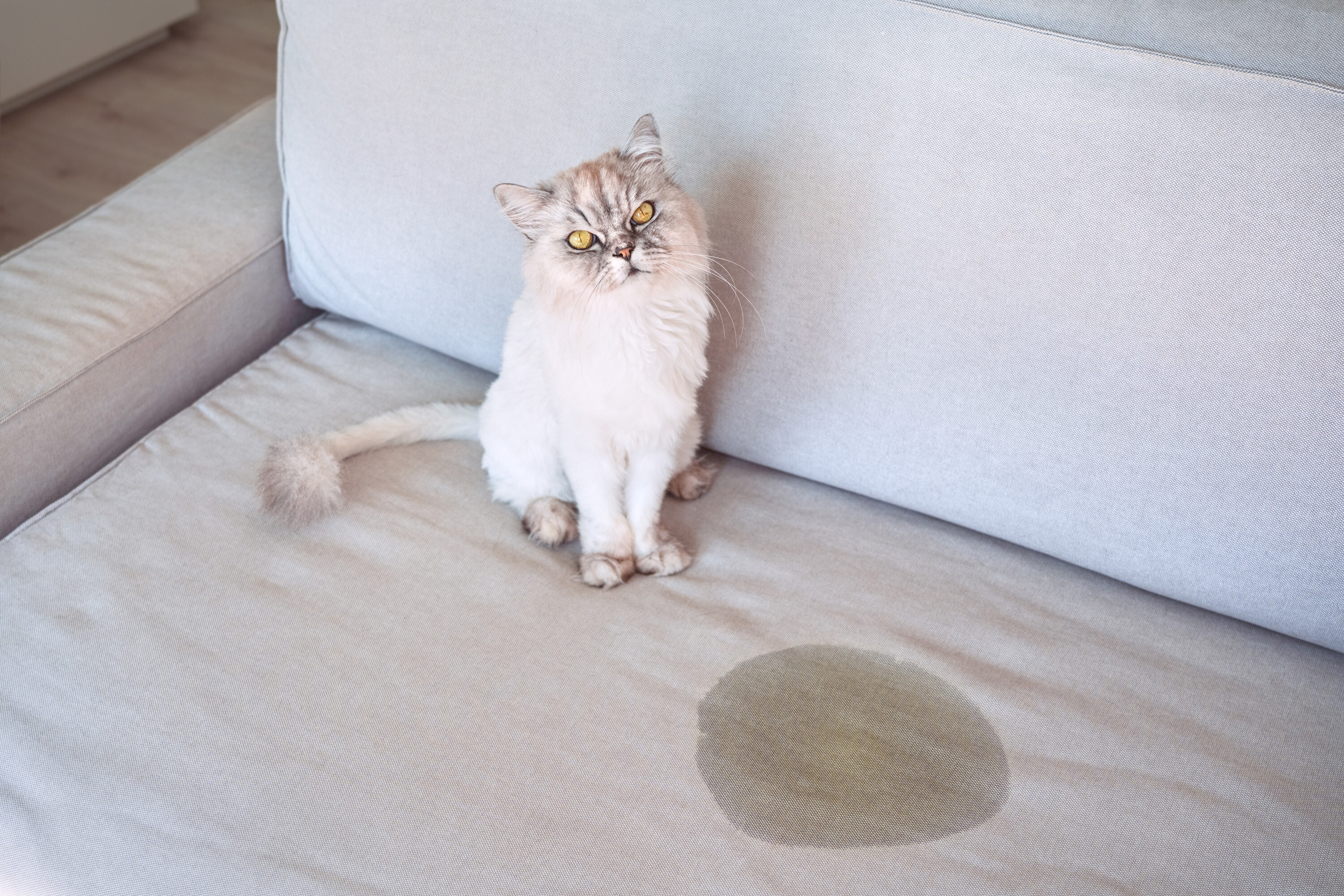 My pet world: A thirsty cat and a trembling dog need a closer look
