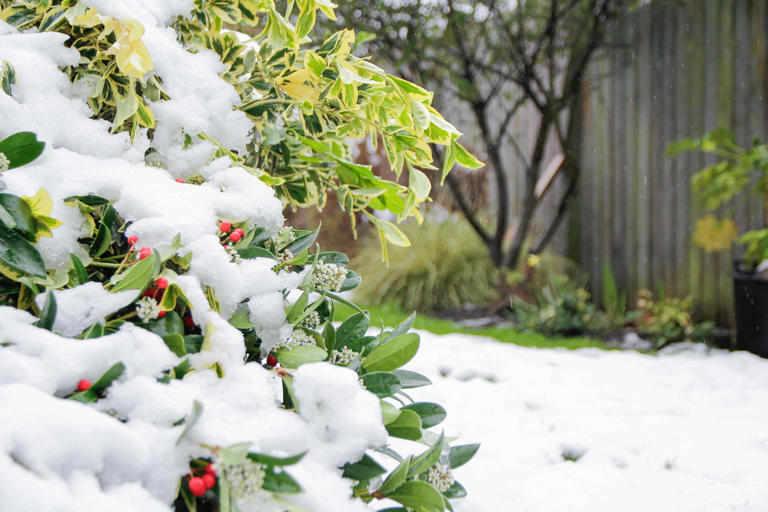 We asked Minnesotan gardeners how they prepare their plants for the ...