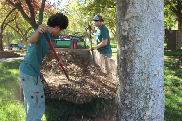 Healthy trees, healthy park | Photos