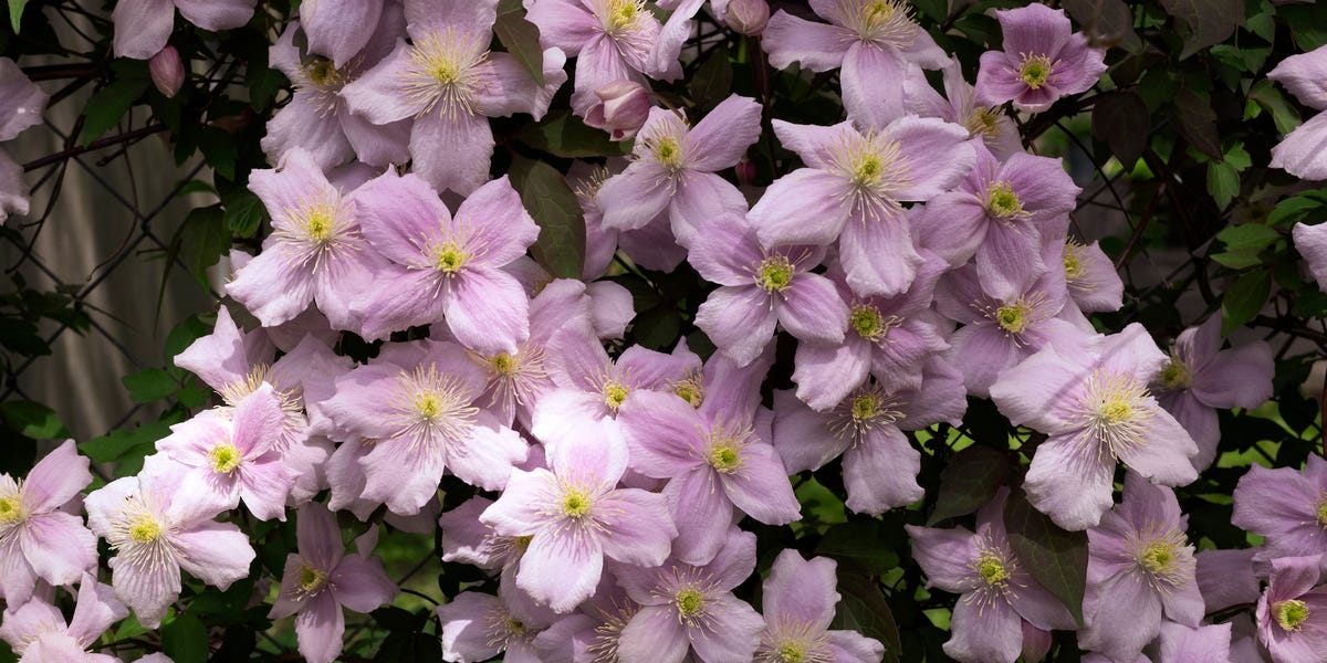 8 large plants that make a small garden feel bigger – from olive trees ...