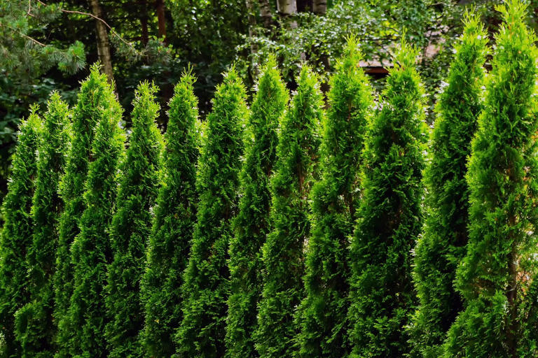 8 large plants that make a small garden feel bigger – from olive trees ...