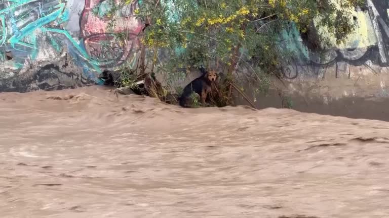 Stray dog survives Chile river ordeal after failed rescue attempts