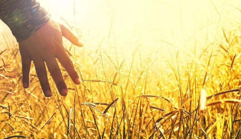 Droughts, floods, wars! Crisis-resilient returns with global food ...