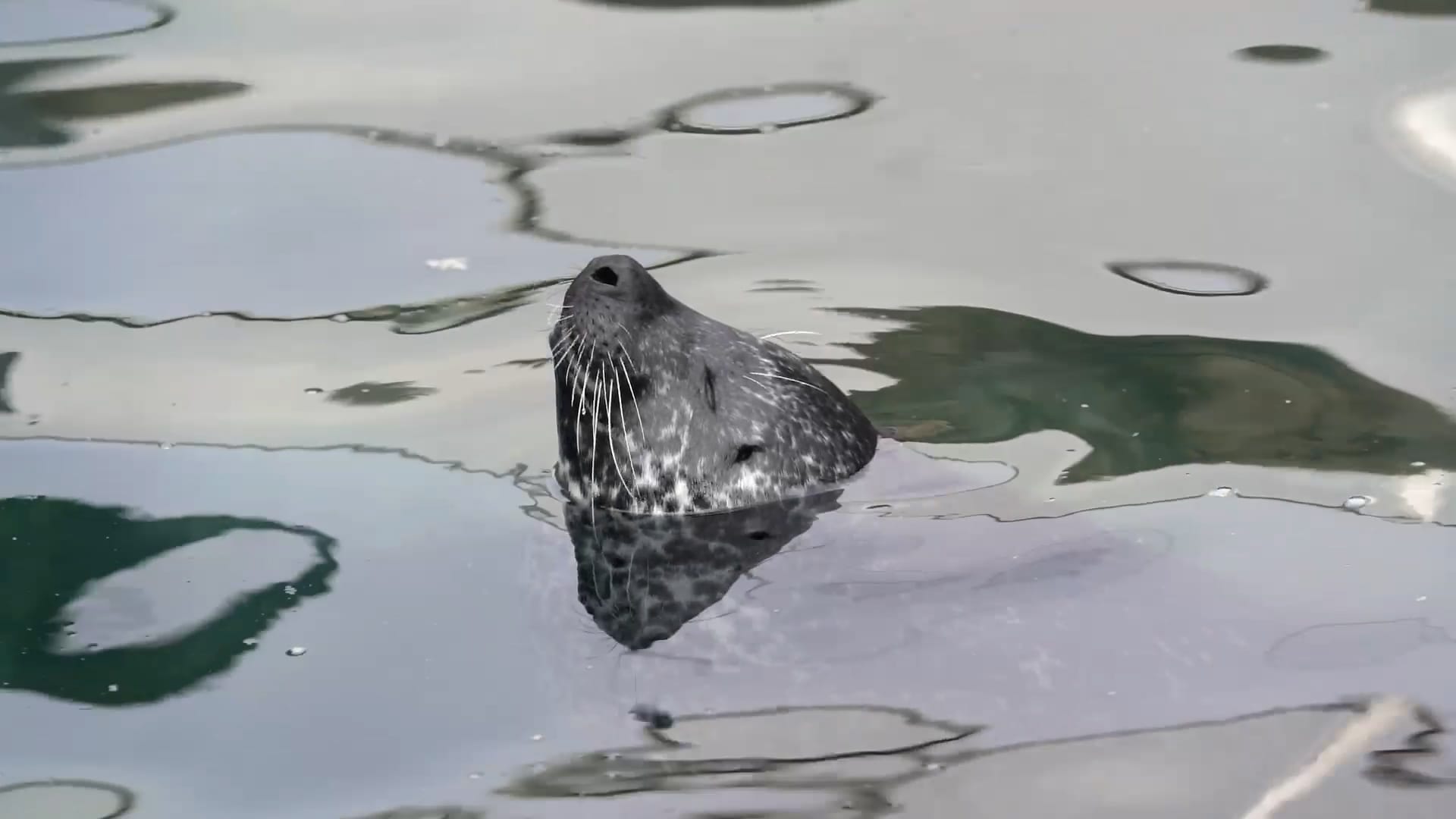 Surgery could give blind seal chance to see for first time