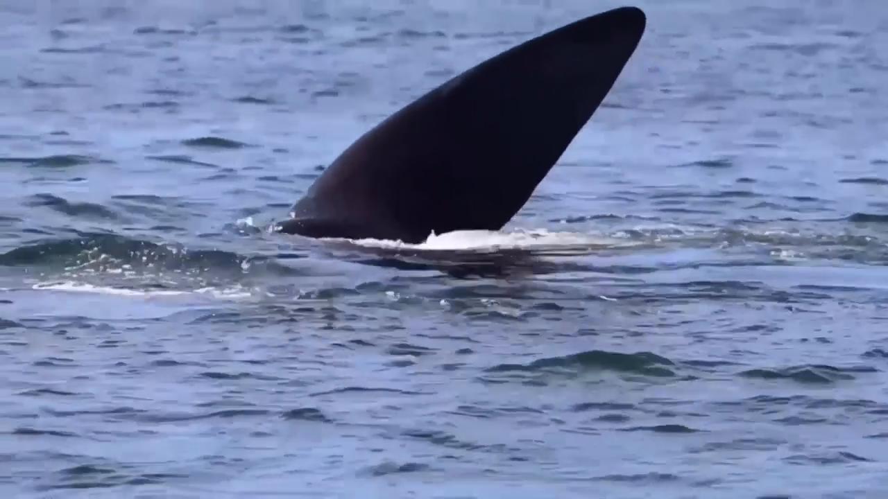 Southern right whales arriving off the coast of South Africa bring joy ...