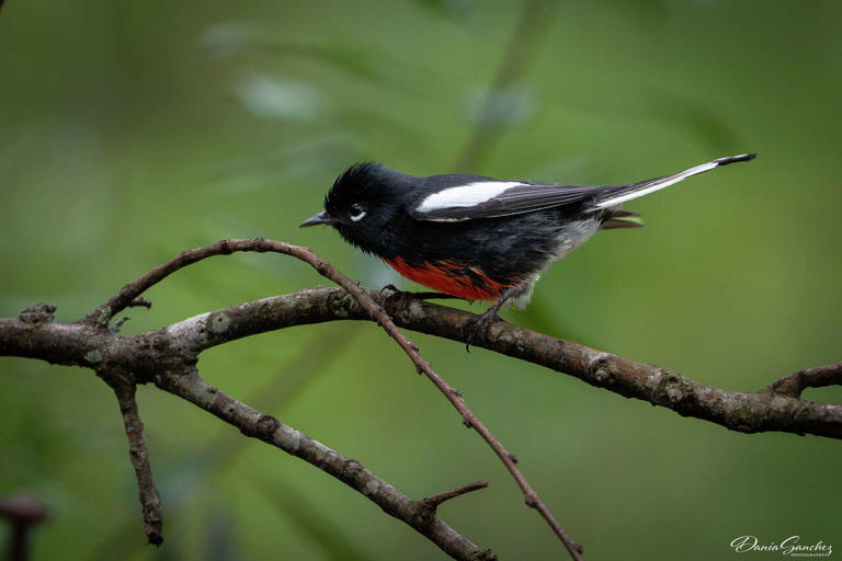 Rare mountain bird makes surprising detour to Southeast Texas coast