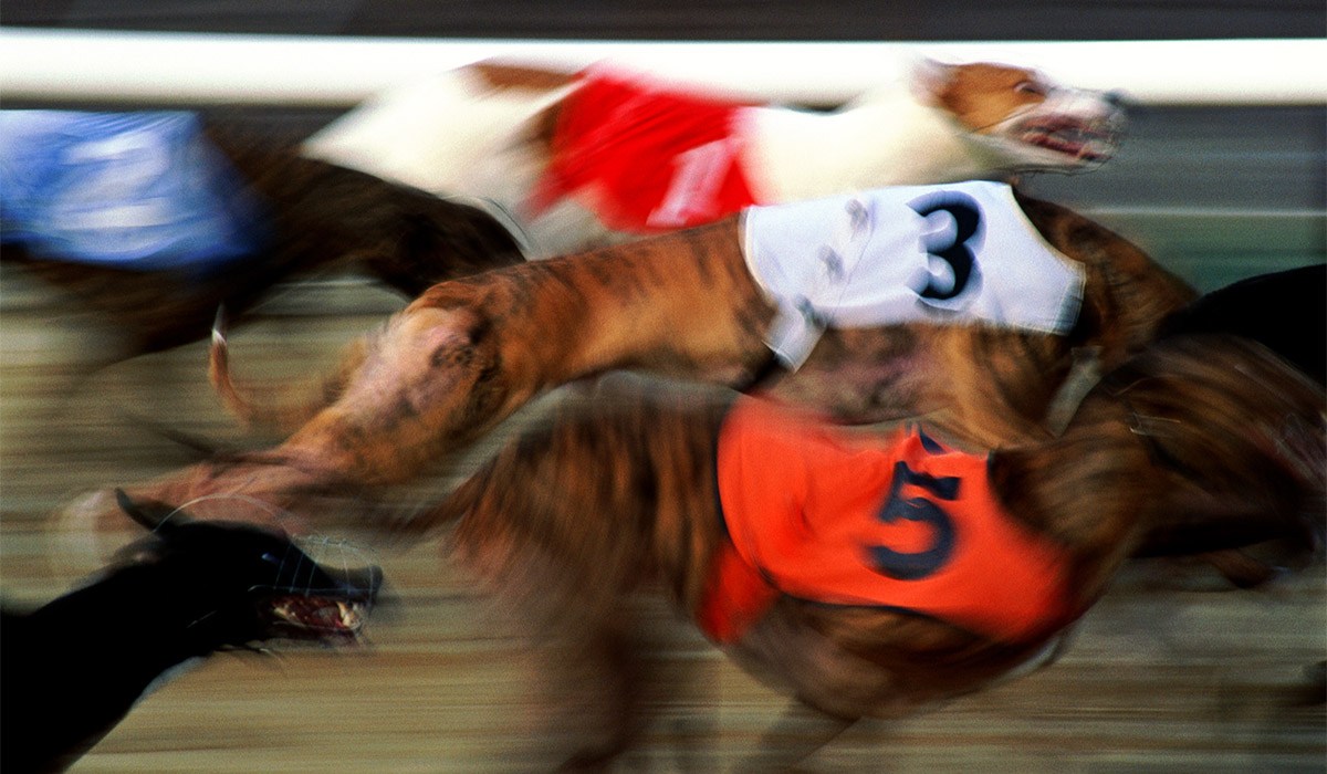 Gone to the dogs: Taxpayers hand another fortune to scandal-hit ...