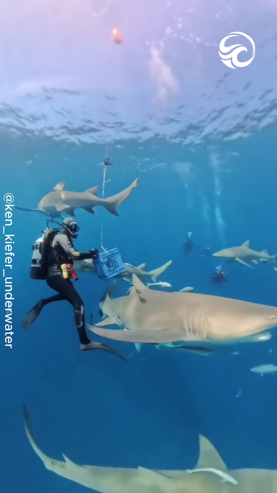 Diver finds himself surrounded in a terrifying underwater encounter