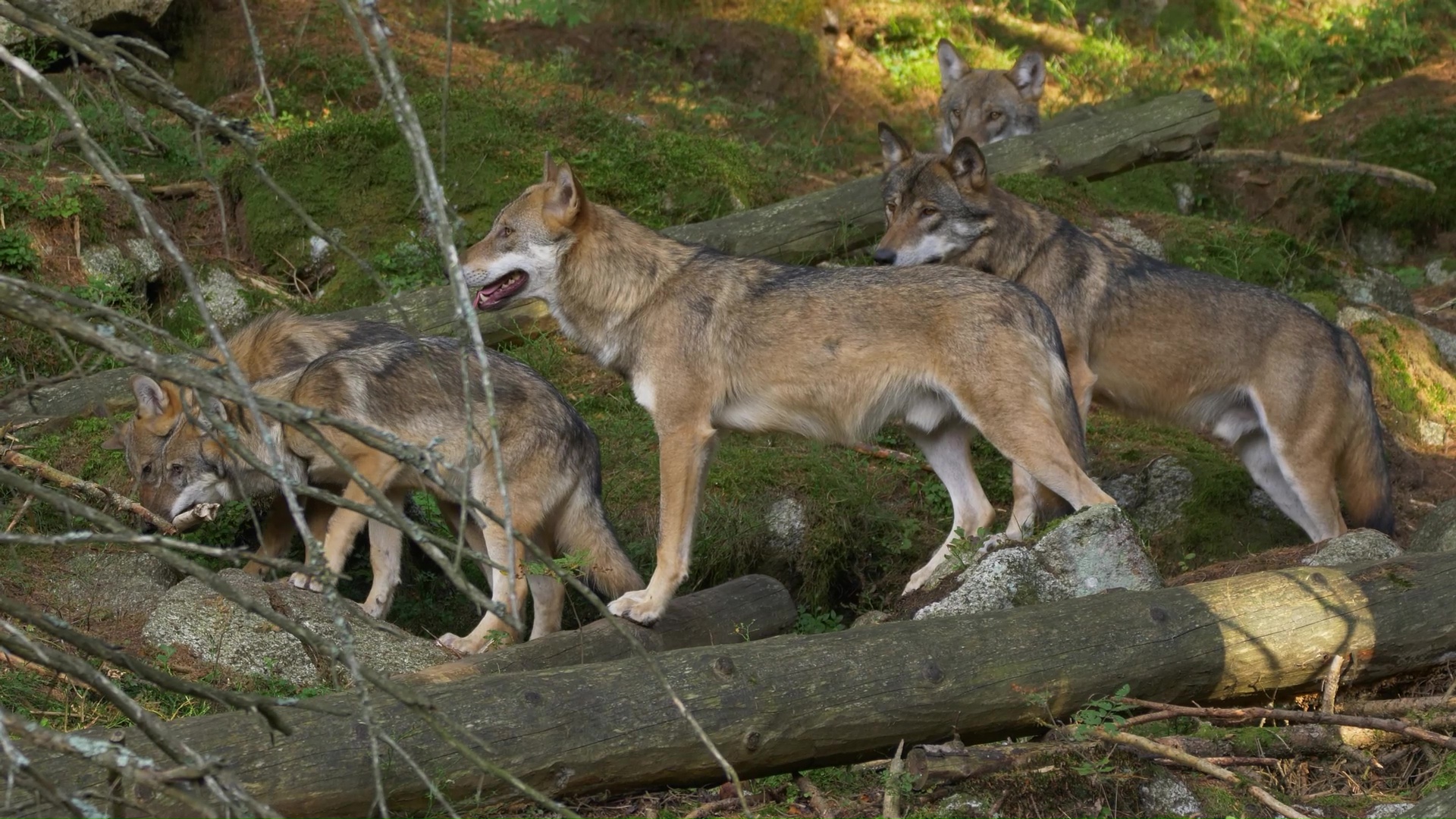 Rare moment grey wolf pack gathers deep in forest
