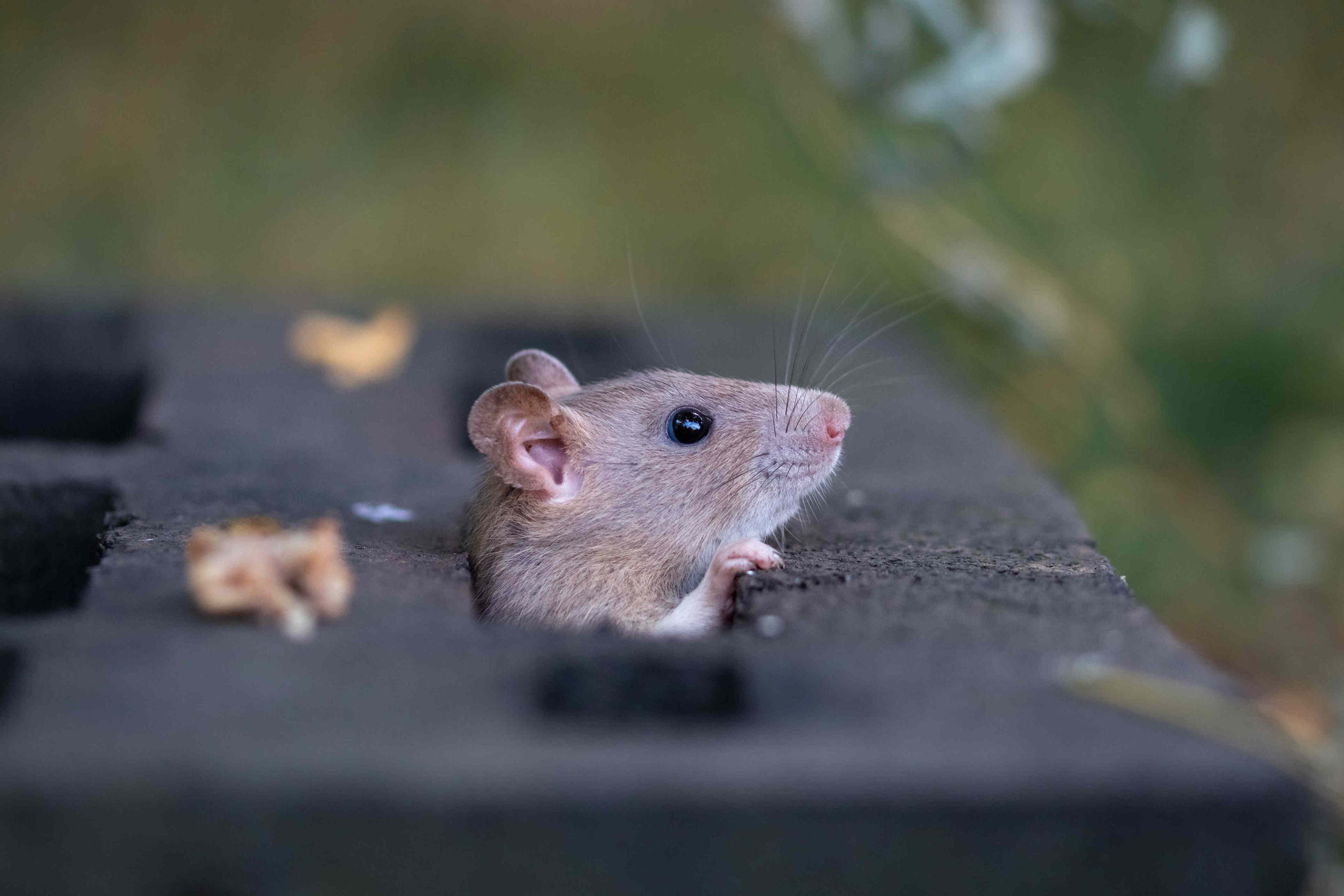 I asked a pest control expert how to deter mice, stink bugs, and other ...