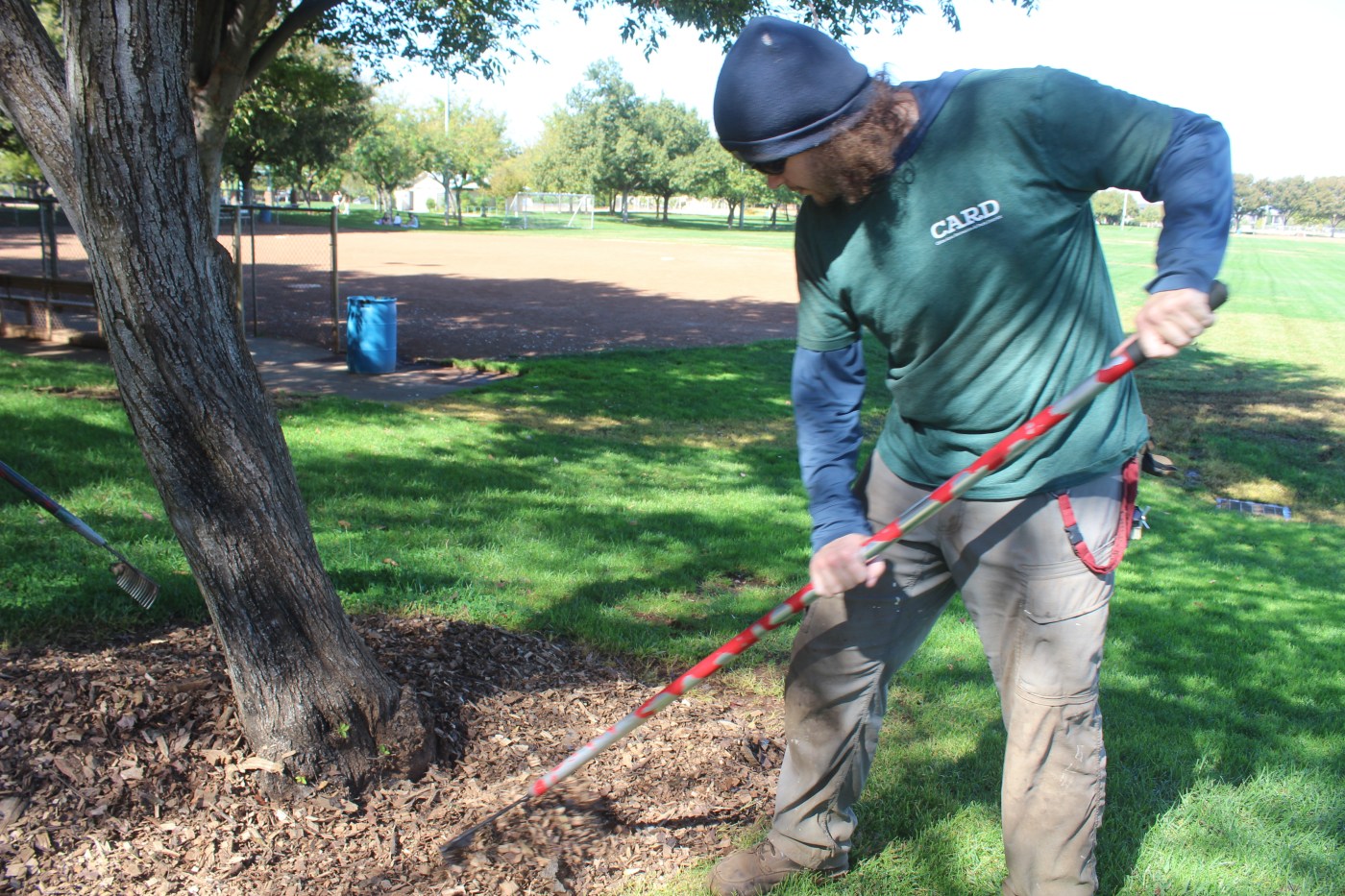 Healthy trees, healthy park | Photos
