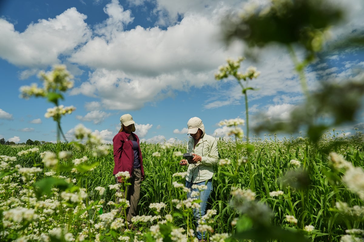 Enthusiasts hope the organic farm staple buckwheat can reach more ...