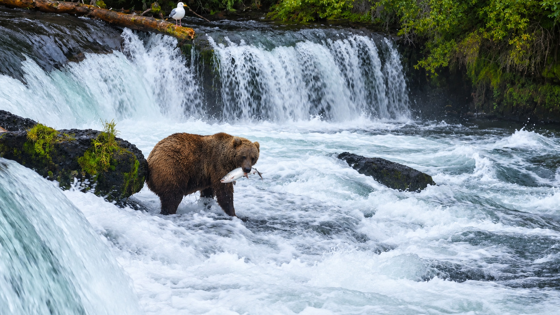 In Alaska, this waterfall becomes a bear fishing ground