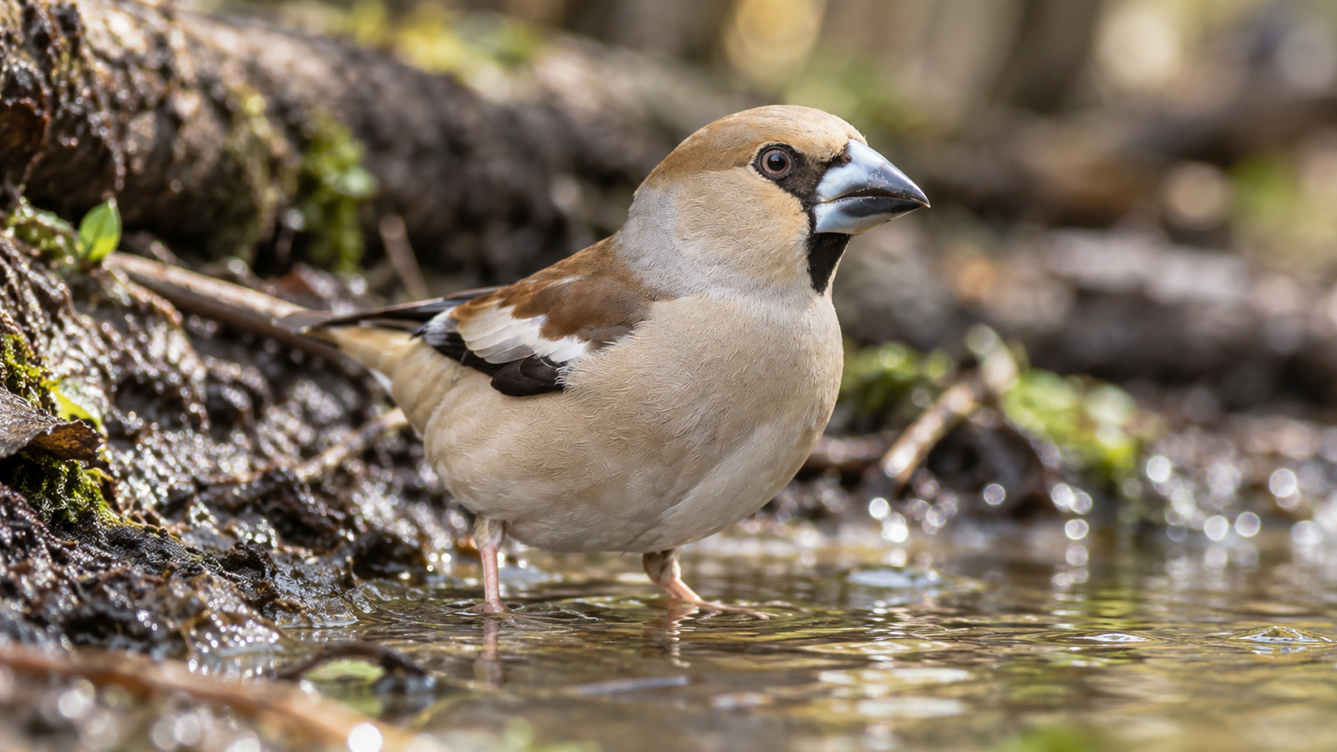 Une caméra cachée capture un gros-bec traversant un ruisseau forestier ...