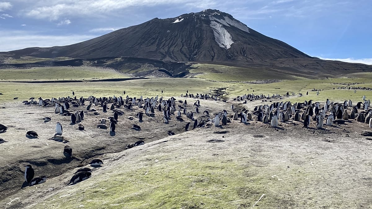 A worrying decline: Why penguins are vanishing from this volcanic ...