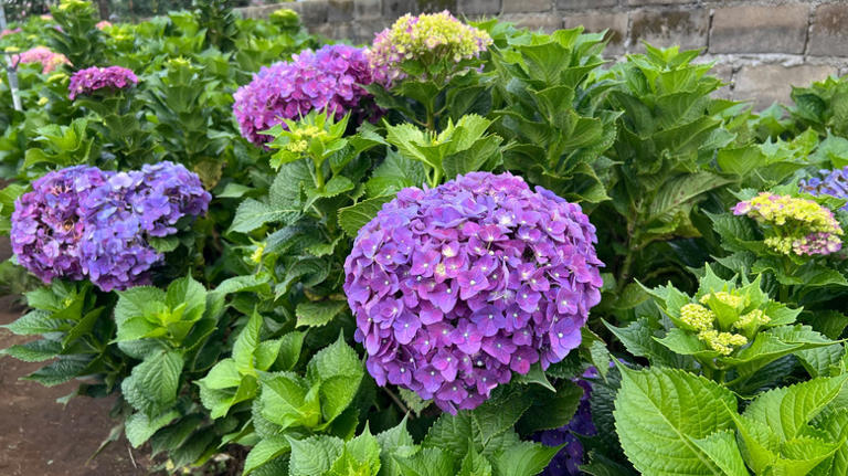 This stunning hydrangea blooms until the first frost