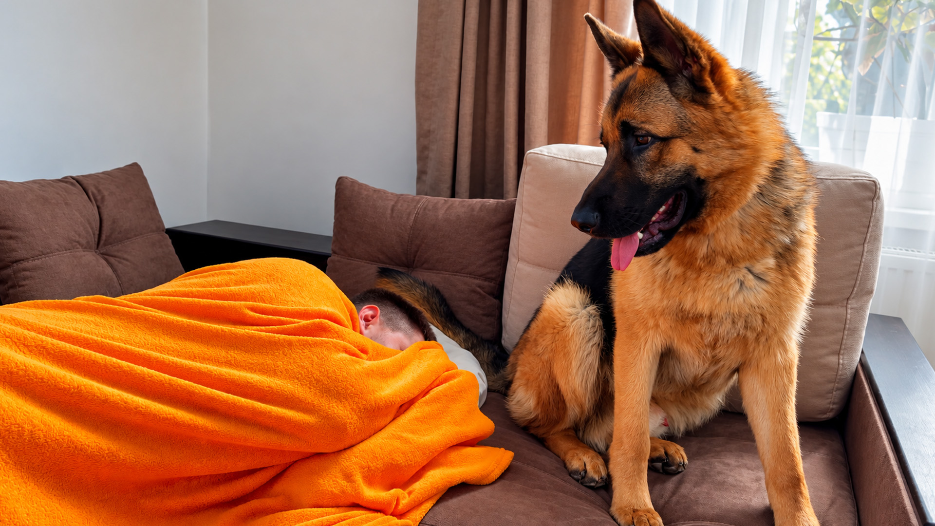 A German shepherd refuses to leave his sleeping owner