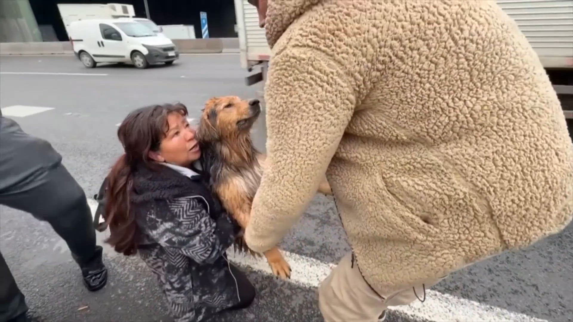 Rescue teams save stray dog from raging floodwaters