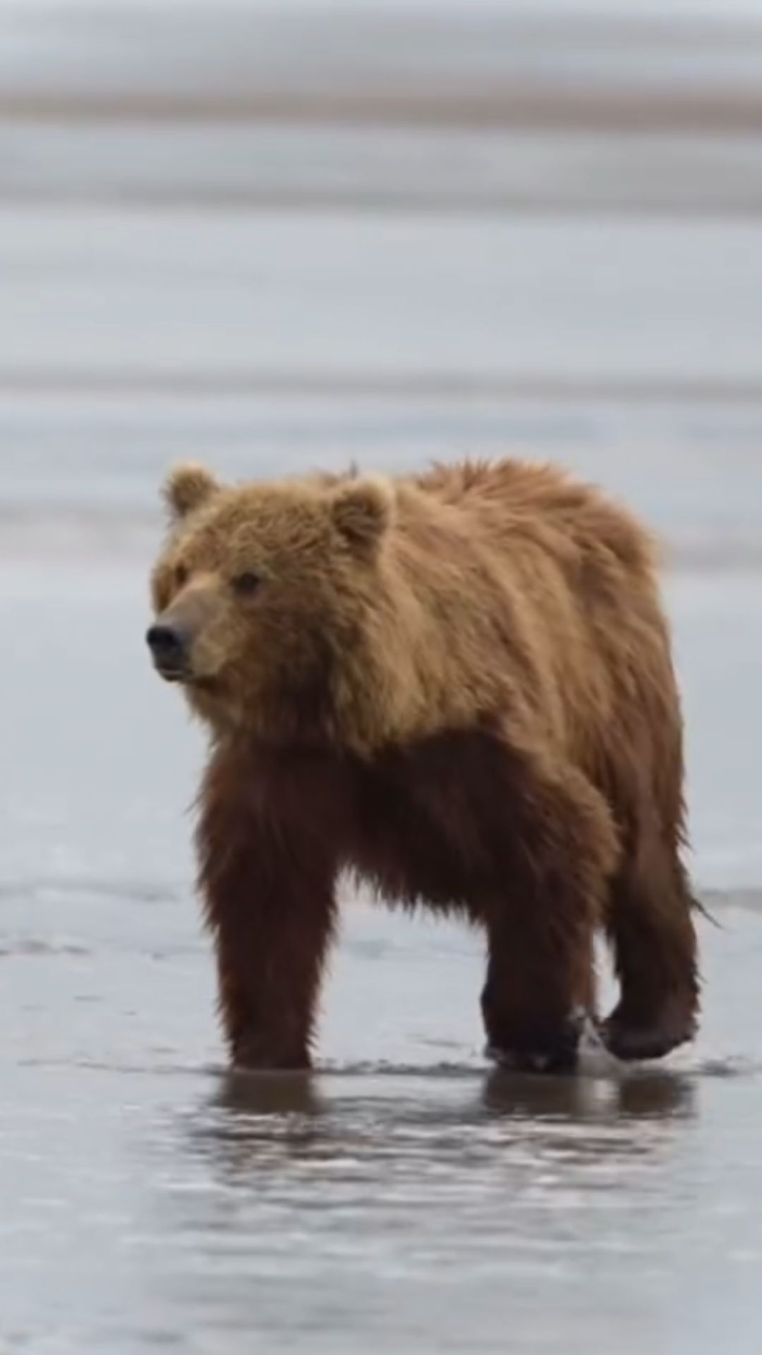 Close encounter reveals the powerful beauty of a brown bear