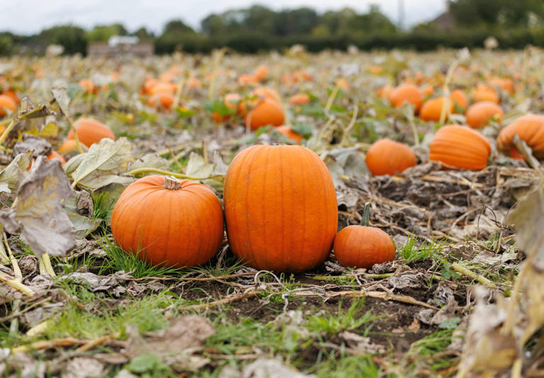 Tesco brings Northern Ireland-grown pumpkins to stores for the first ...