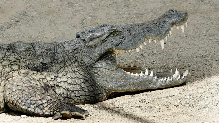 Des chercheurs identifient un crocodile fossile sans museau, comme le ...