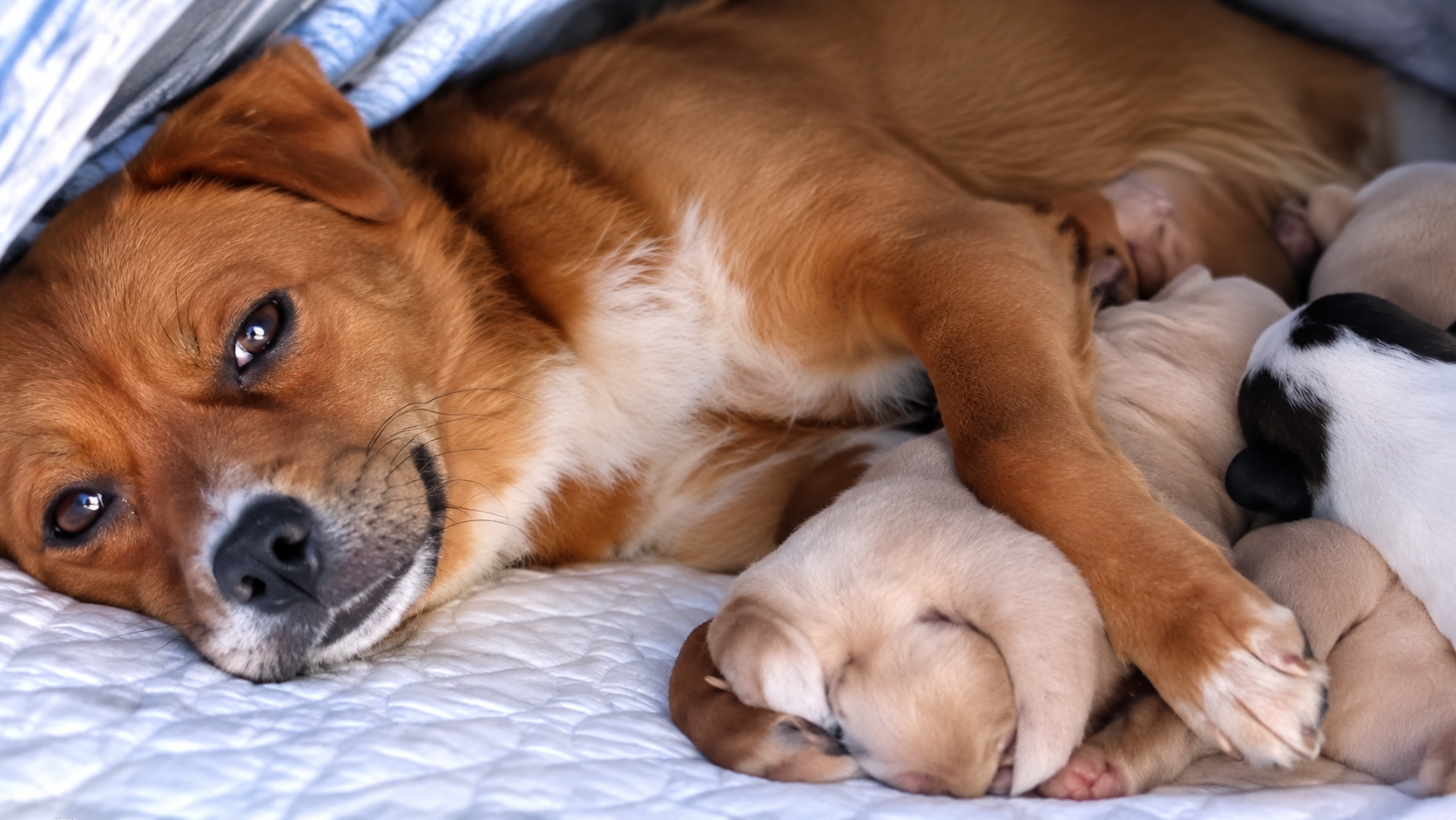 Stray dog becomes a mansion guard and lives like royalty