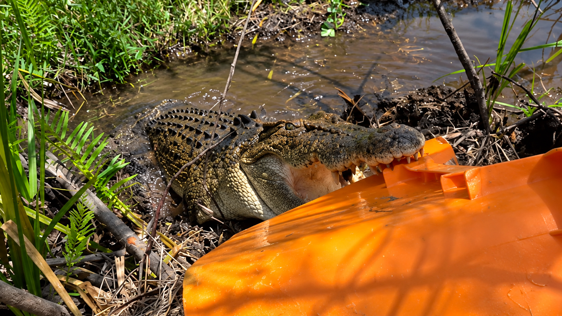 Crocodile charges team protecting her precious eggs