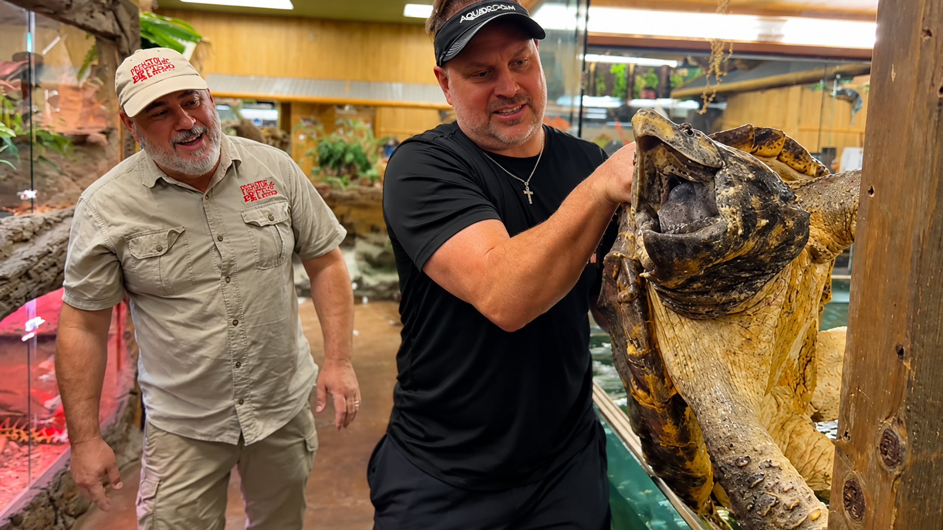 Alligator snapping turtle takes two people to wrangle