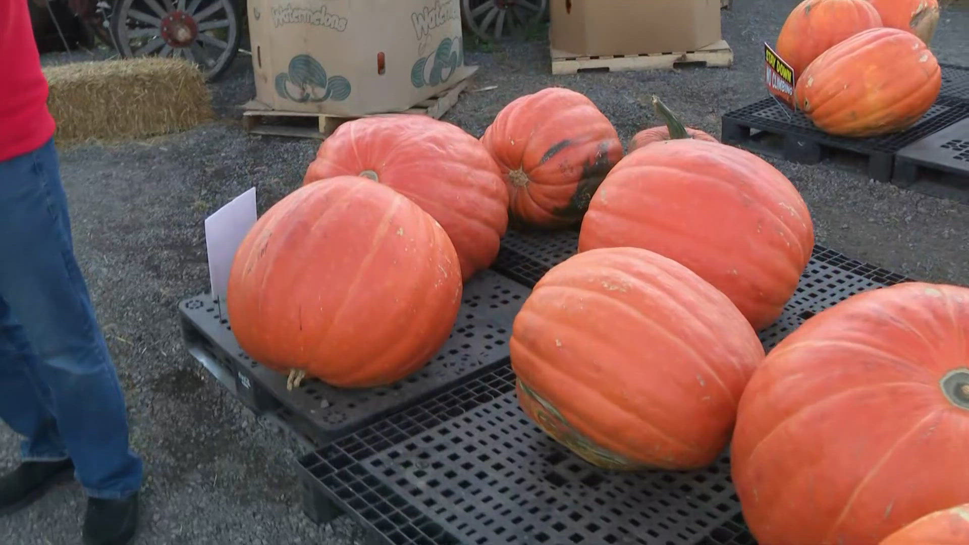 The Great Pumpkin Farm's World Pumpkin Weigh-off