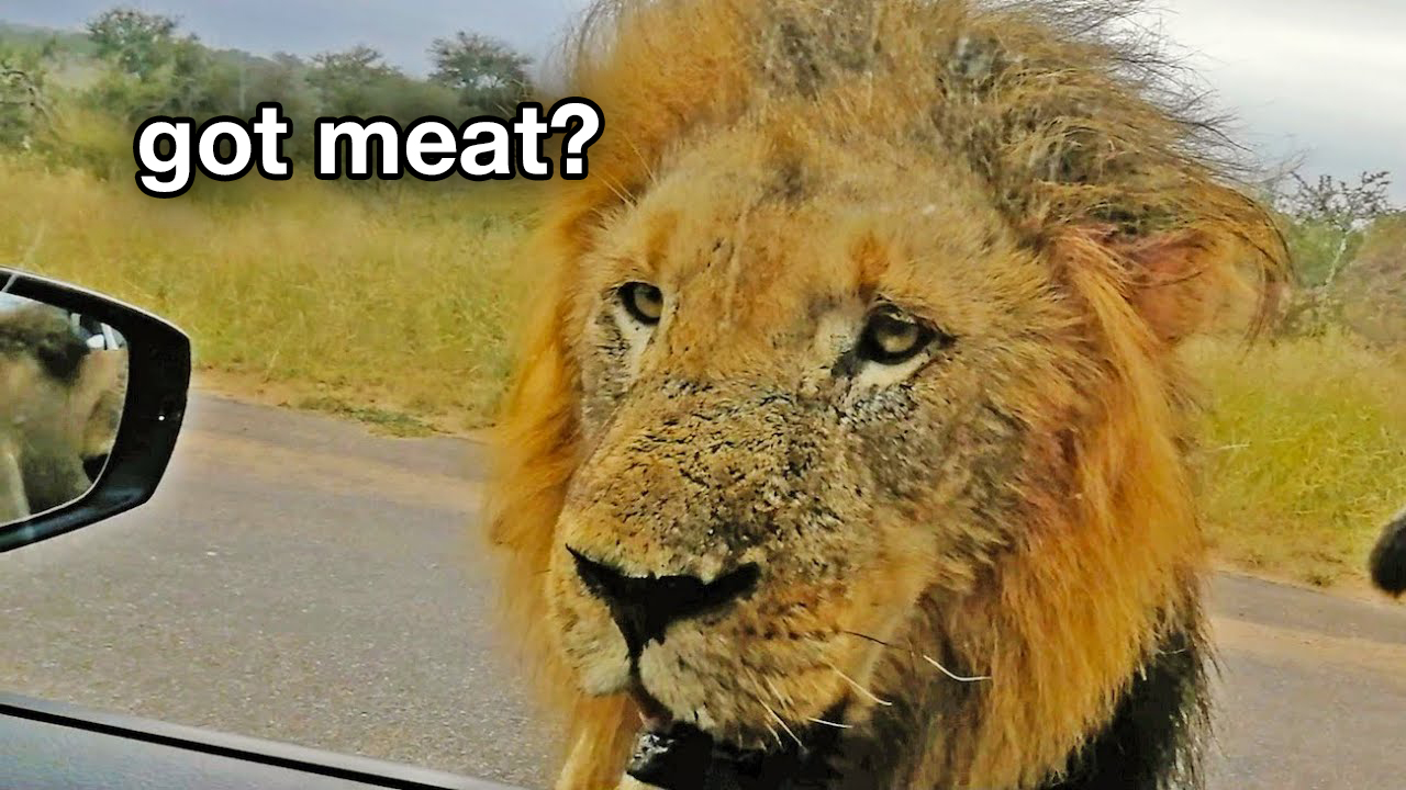 10 hungry lions waiting outside of cars during safari trips