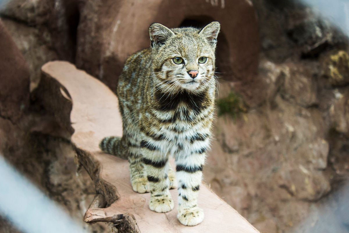 Adorable, rare Andean ghost cat captured on camera trap proves conservation measures can work