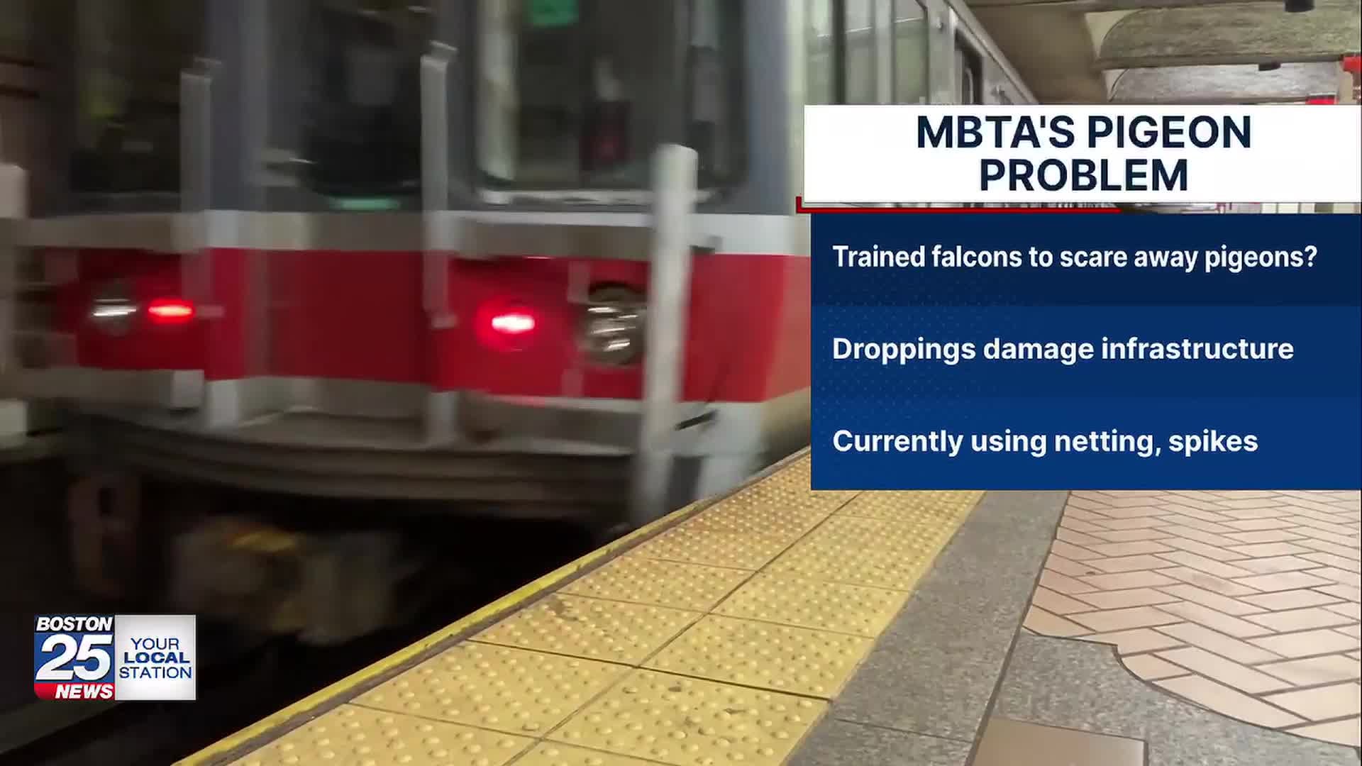 Hawk-eyed solution? MBTA explores using birds of prey to deter pigeons