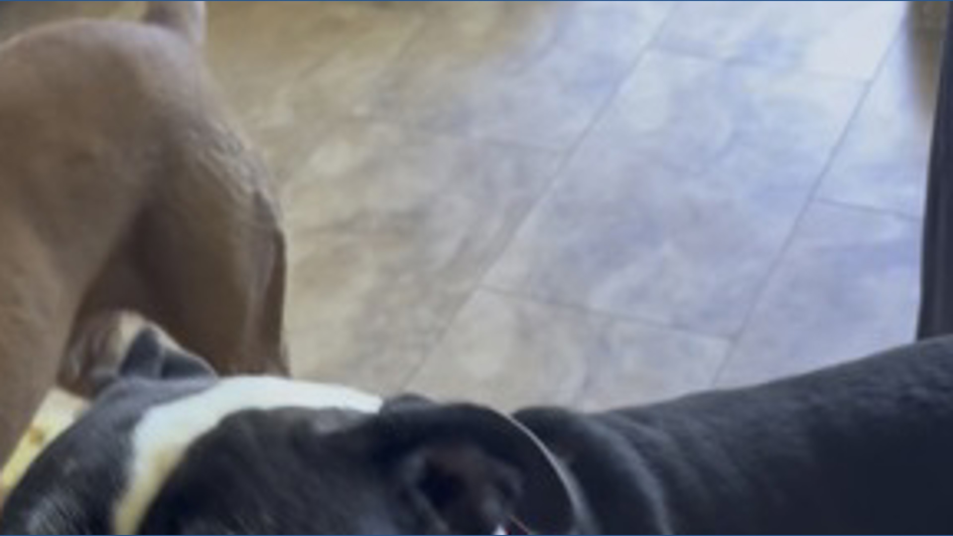 16 to the Rescue sneak peek: Petey